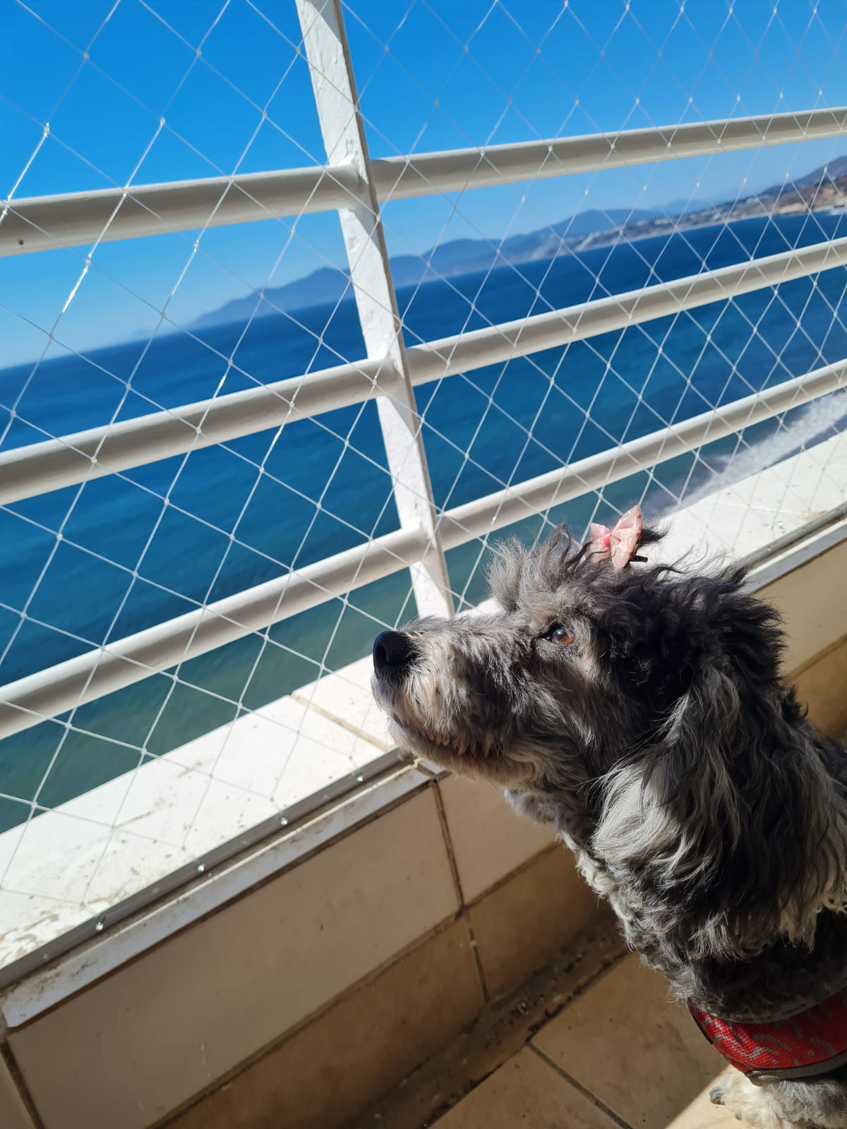 clientes_Satisfechos_mallas_Saru_Proteccion_Mascotas